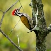 Datel zlatohrbety - Dinopium javanense - Common Flameback o1117